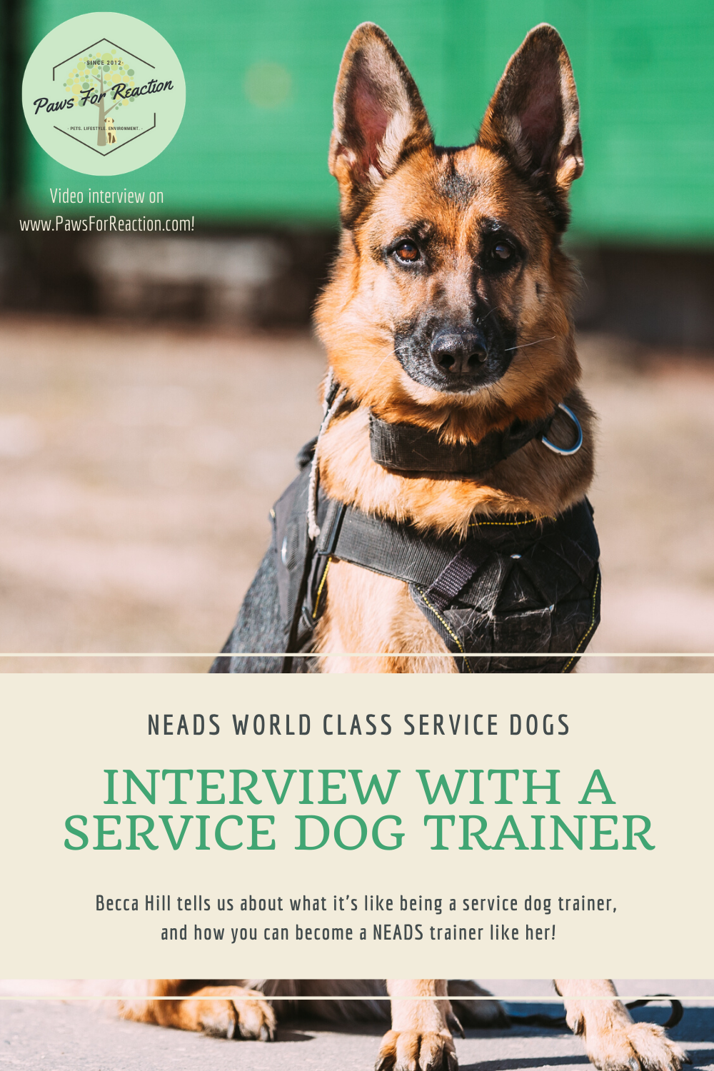 Helping paws Training service dogs for people with disabilities means maintaining health Paws
