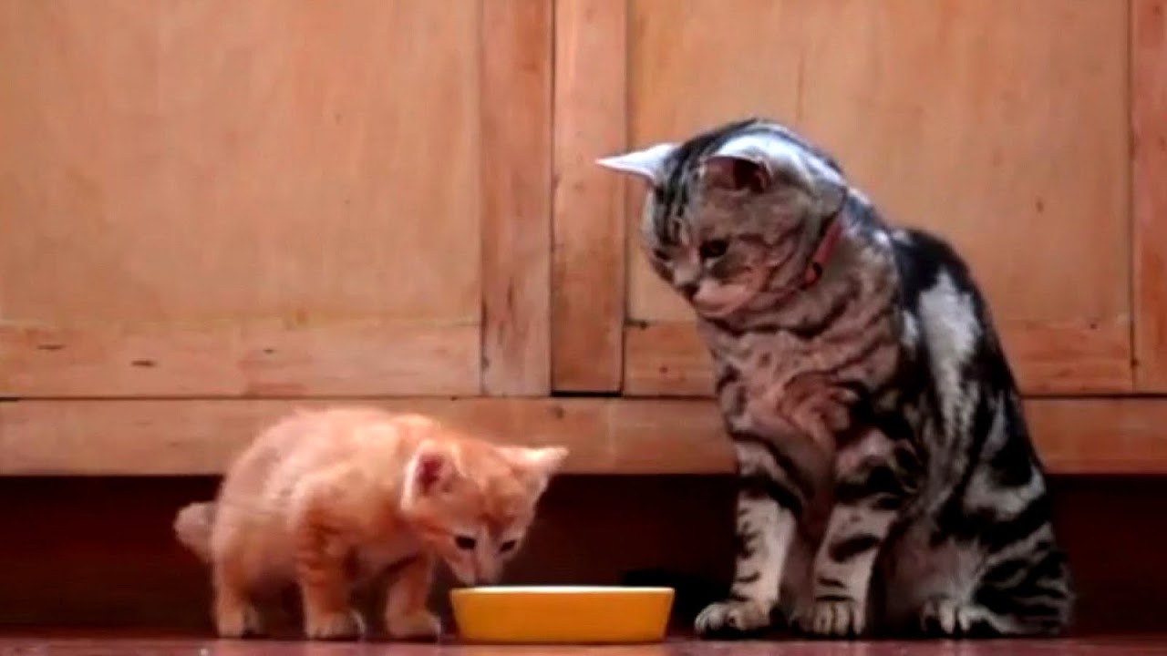 Friskies Cat Food Commercial Cat Choices