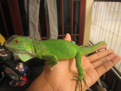 iguana dewasa
