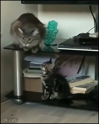 Funny Kitten GIF • Oops! Cat startled by playful Kitty Amazing cat-like reflexes Funny Kitten GIF • Oops! Cat startled by playful Kitty Amazing cat-like reflexes