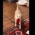 Cat carries leash and harness to owner to ask to go for a walk