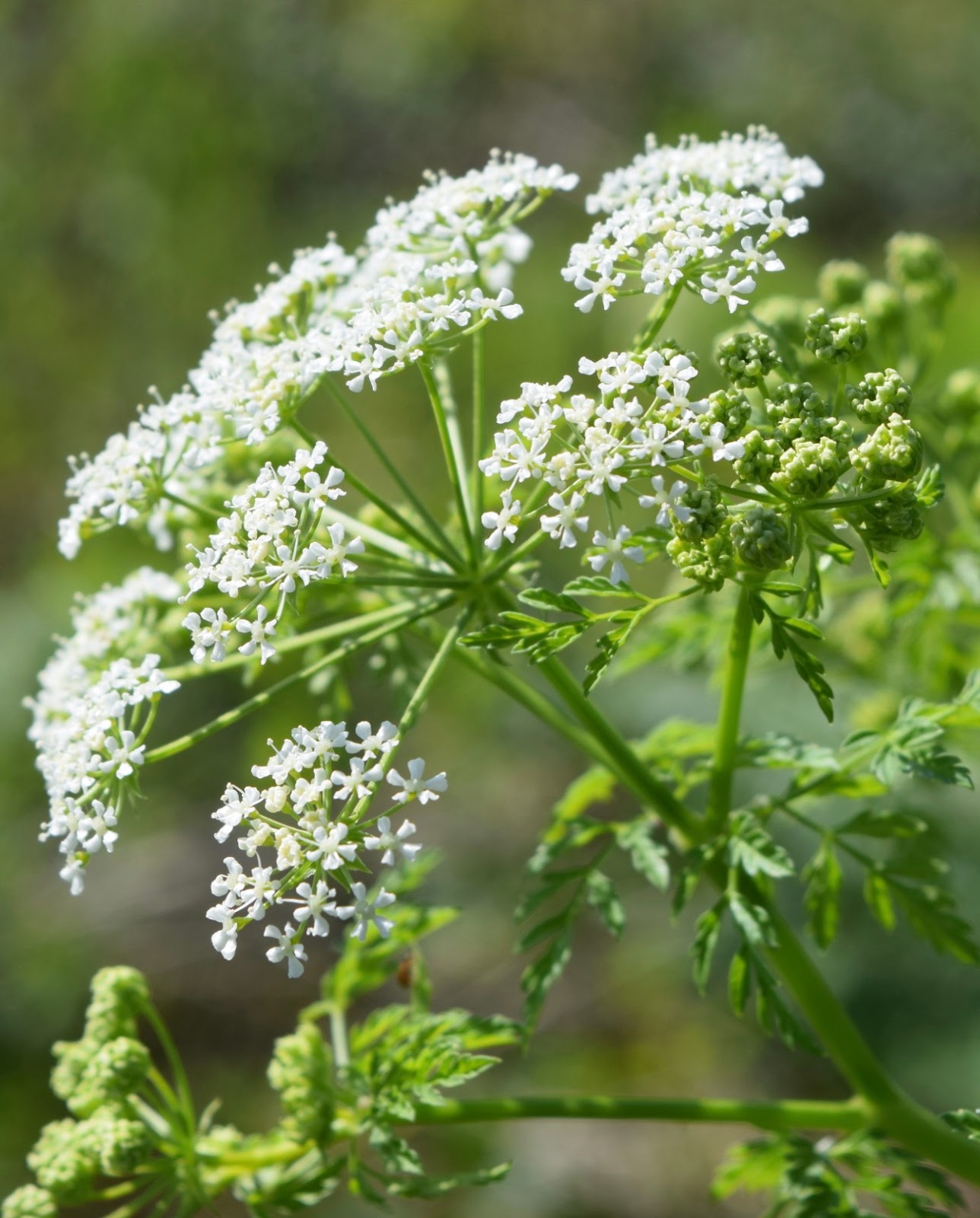 The History Girls: The Scent of Hemlock