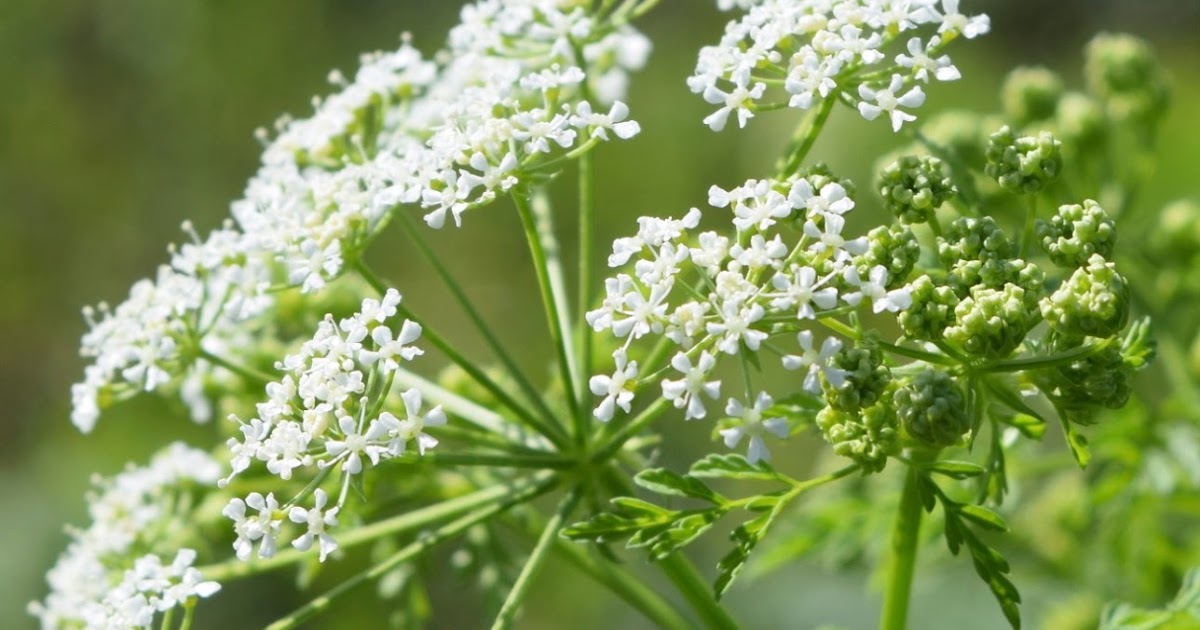 The History Girls The Scent of Hemlock