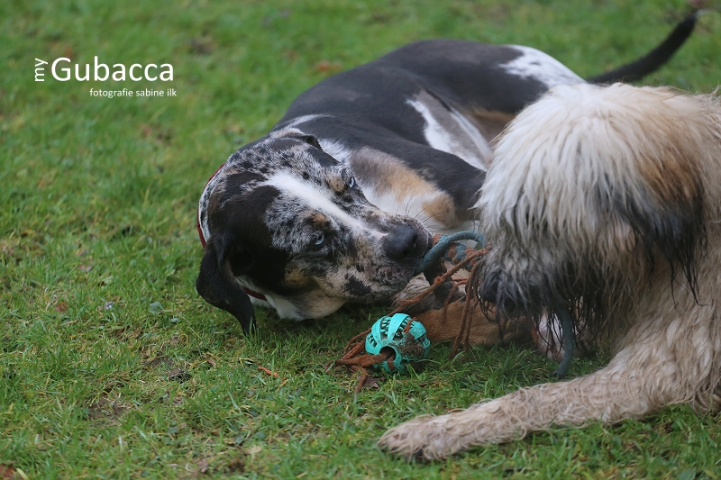 243. bis 245. Tag Ziemlich beste Freunde… Hundeblog My Gubacca
