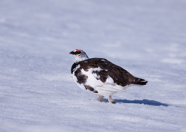 Ptarmigan, Cairngorms