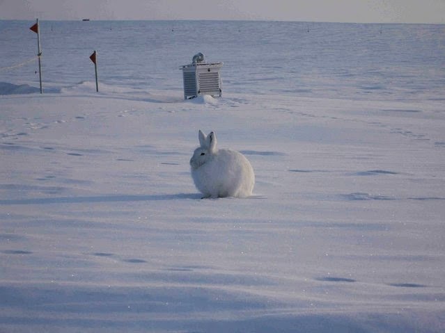Animals Wikipedia: Polar Rabbit ( Arctic Hare )