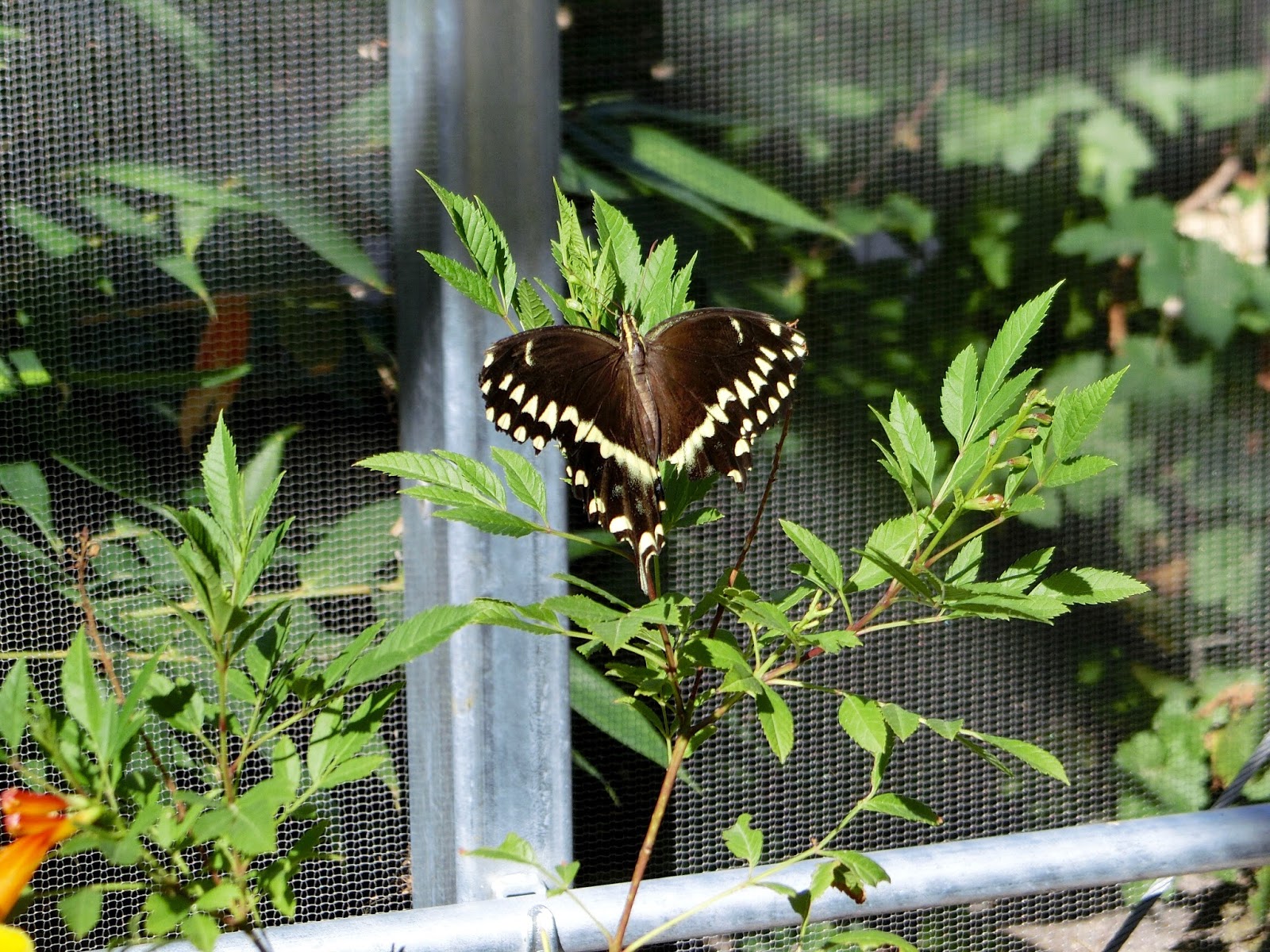 Nau speak Vegas Springs Preserve Butterfly Exhibit