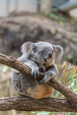 koala
