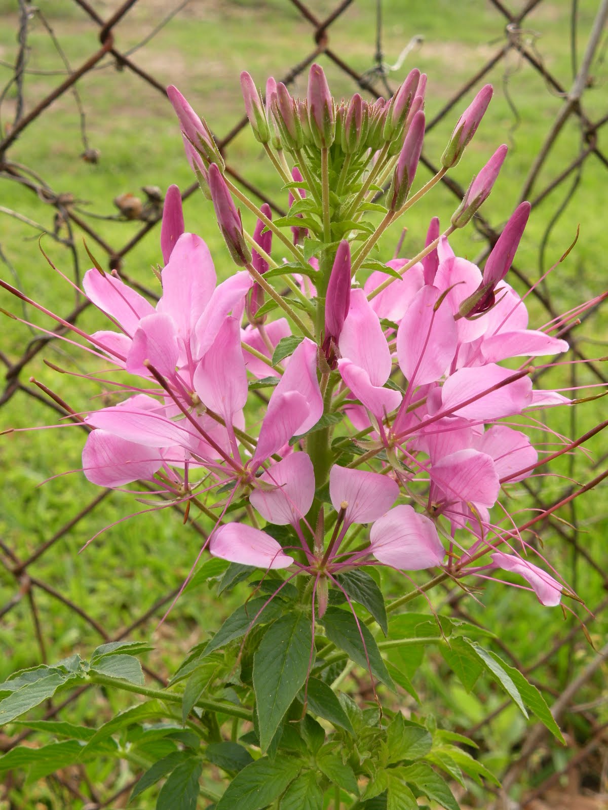 Mary's Louisiana Garden April Flowers