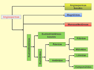 Kapalı tohumluların basitleştirilmiş filogenetik haritası (İspanyolca)