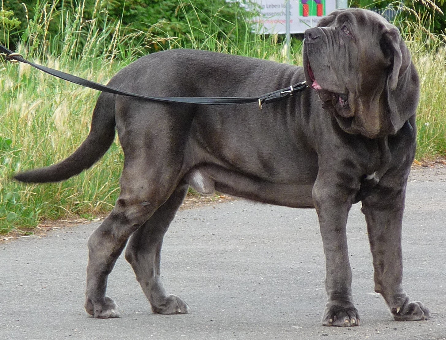 Neapolitan-Mastiff-Dog-Breed