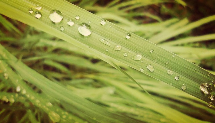 Hierba medicinal de limón