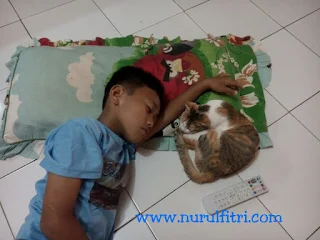http://www.nurulfitri.com/2016/08/7-manfaat-memelihara-kucing-bagi-anak.html
