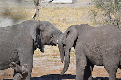 Día 13: De Kasane a Nata. Elephant Sands Lodge - Botswana y Cataratas Victoria. Viaje por libre de 19 dias (8)