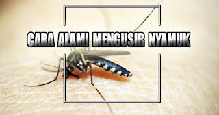 cara alami mengusir nyamuk - kanalmu