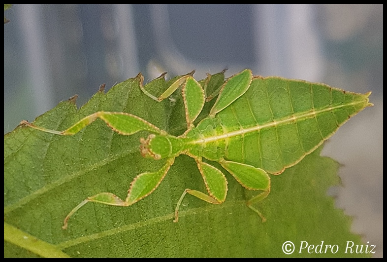 Ninfa macho L2 de Phyllium philippinicum, 2 cm de longitud Ninfa macho L2 de Phyllium philippinicum, 2 cm de longitud