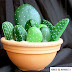 Cactus de pedras