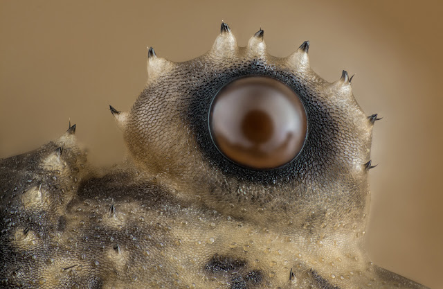 Arjunpuri in Qatar: Winners of Nikon Small World 2017