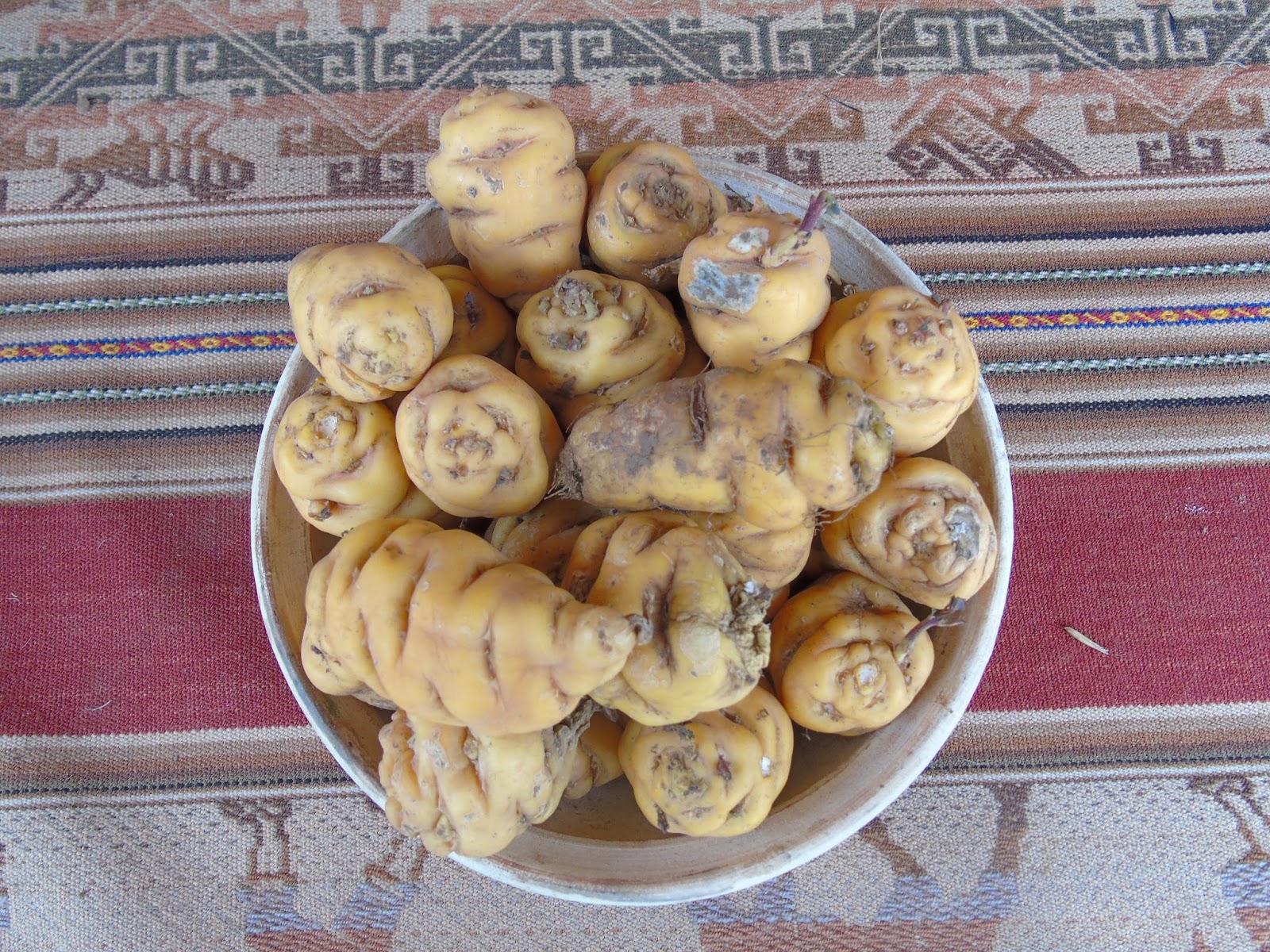 Pérou Ma vie, mes rencontres, mes expériences Cuzco Sortes de pommes de terre