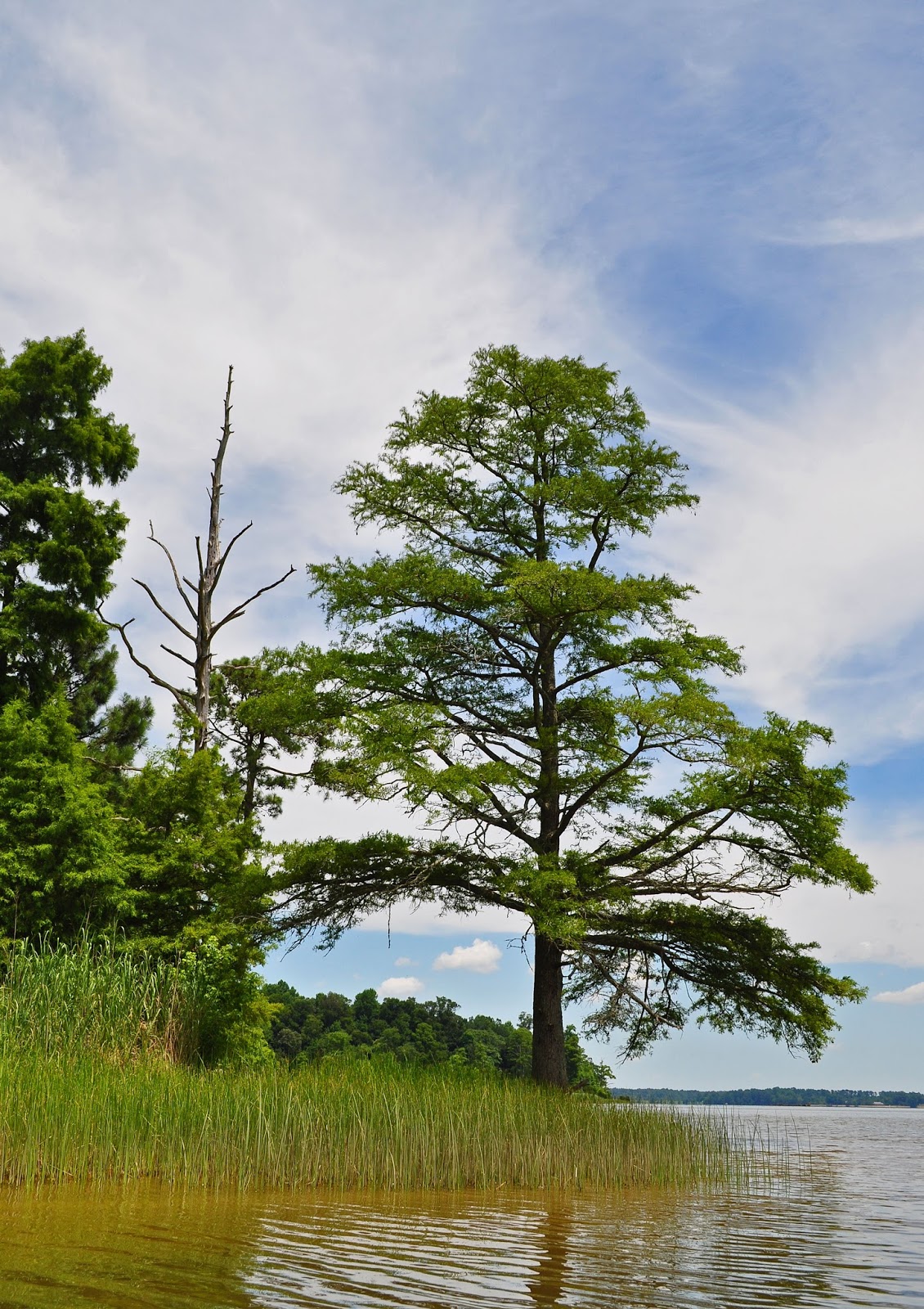 A Tidewater Paddler Gray's Creek/James River 71016