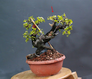 Yamadori, bonsai, prunus mahaleb, mahalebka, roots over rock