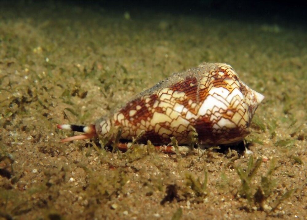 Cone Snail: Most beautiful and deadly animal in the world