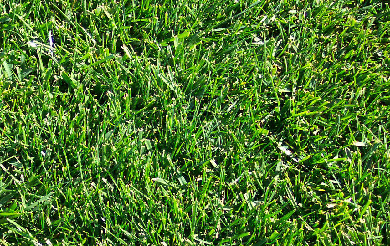 Arco Lawn Equipment: Overview: Types of Grass