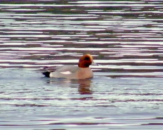 Ogden    Drake Wigeon