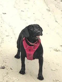 springador on the beach with pink harness on