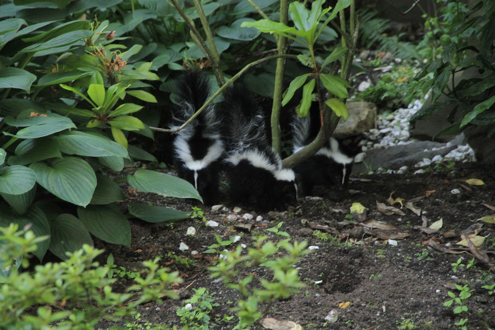 Snailia: Baby Skunks!