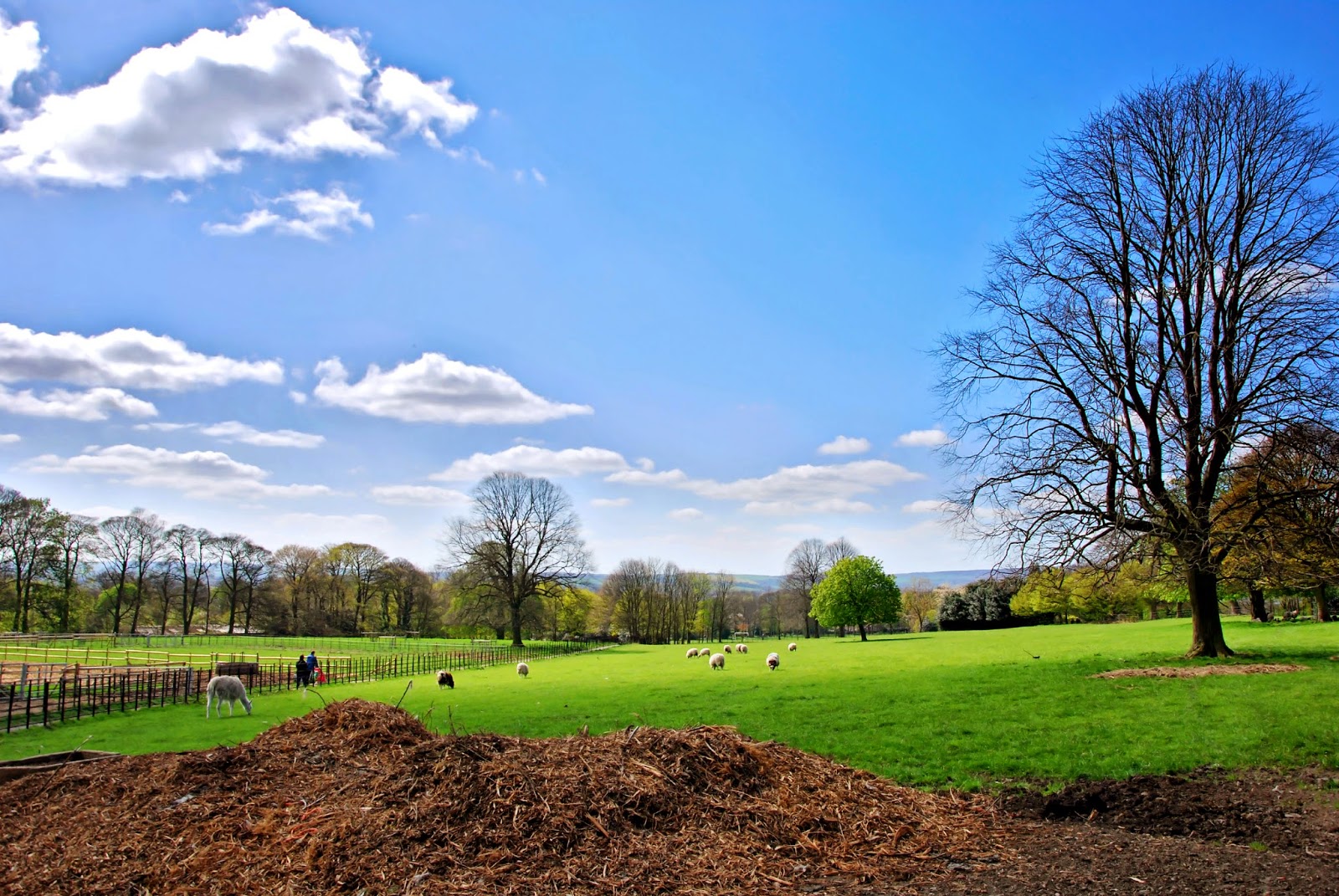 Sheffield Walks Graves Park The Travelling Kind
