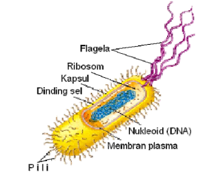 Sel yang tidak memiliki membran inti disebut