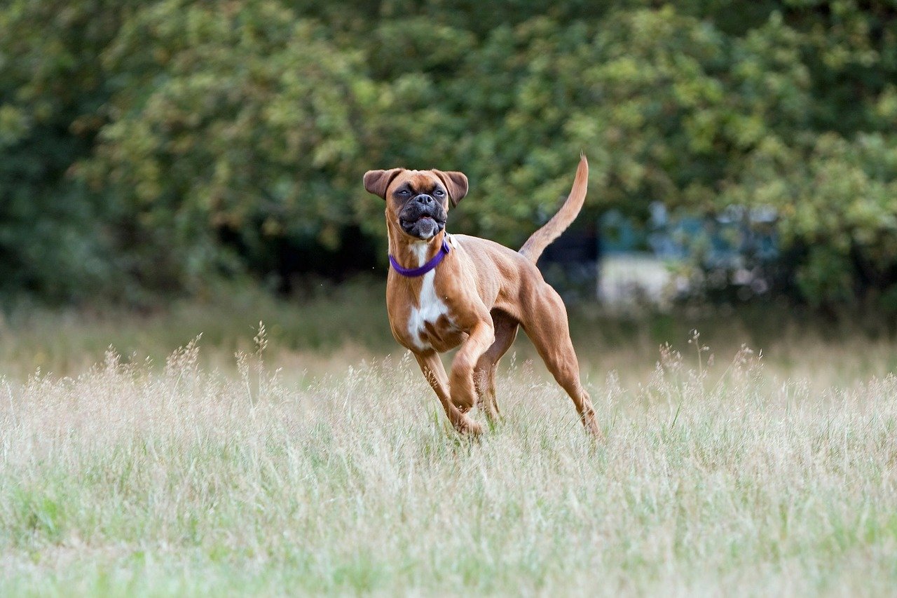 Boxer dog breed Appearance