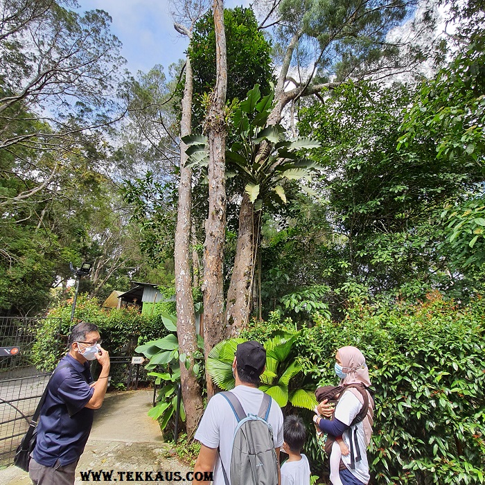 Plants in The Habitat Penang