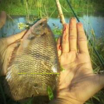 Ulat (Uler) Umpan Mancing , Jitu Ampuh Dan Mantap