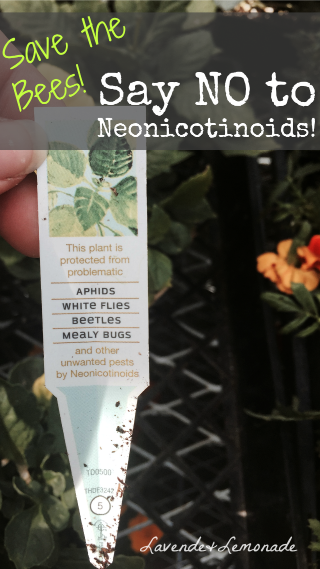 Why I'm NOT buying plants from Home Depot or Lowes Lavende and Lemonade