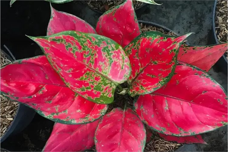 5 Tanaman Hias Daun Unik, Corak Warnanya Kuning hingga