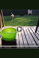 If You Don’t Think Your Kids Need A Dog After Seeing These Pics, You Must Be A Cat