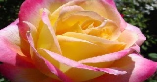 Short Essay on 'Rose' in Hindi | 'Gulab ka Phool' par ...