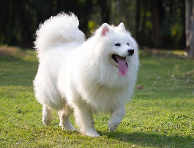 cach-nuoi-cho-samoyed.jpg