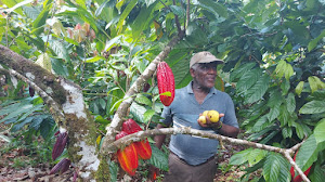 MUNGUIDÓ LE APUESTA AL DESARROLLO ECONOMICO A TRAVÉS DEL CACAO