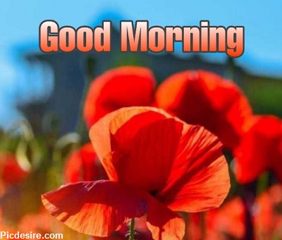 25+ Good morning wishes with Flowers Images 25+ Good morning wishes with Flowers Images