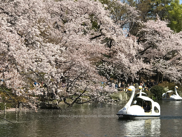 Inokashira Park Tokyo Sakura