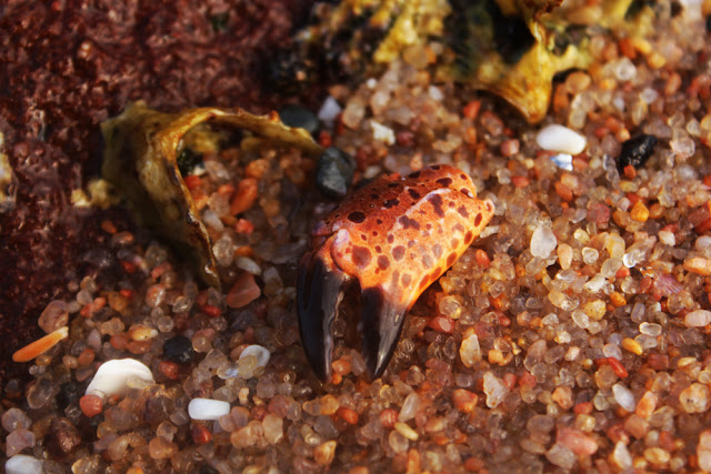 Crab Claw, Close-up, Photography, beach, Durban