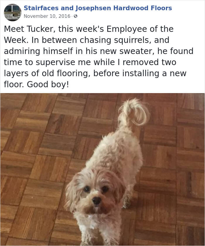 30 Hilarious Dogs That Were The ‘Employees Of The Week’ 30 Hilarious Dogs That Were The ‘Employees Of The Week’