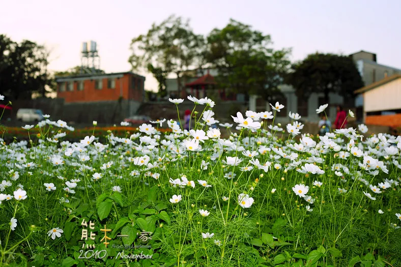 苗栗銅鑼杭菊季