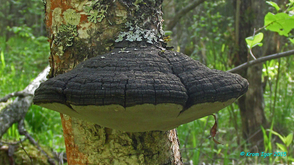 Трутовик обитает. Ложный трутовик Phellinus igniarius. Ложный трутовик (Phellinus igniarius (l. ex fr.) Quel.). Трутовик белый. Phellinus populicola.