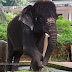 Elephant Baby Named Krishna-Video and Photos from Kerala's Elephant Training Center @ Konni