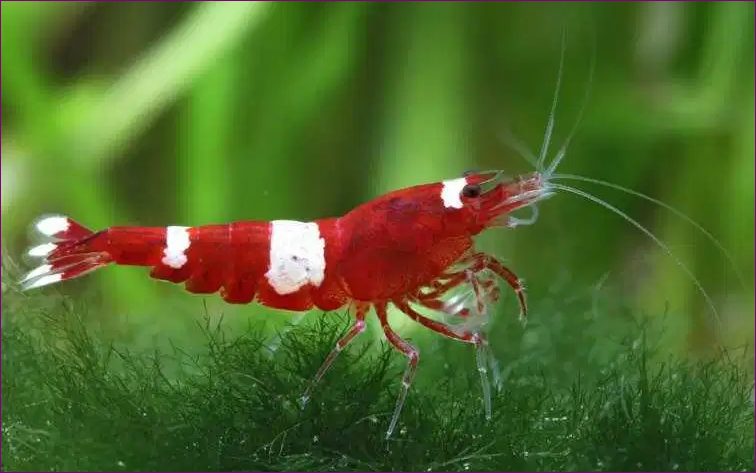 Red Cherry Shrimp Jenis Udang Hias yang Bisa Mempercantik Aquascape