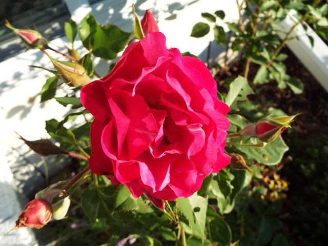 Roses with holey leaves.